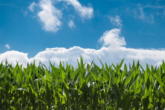 Maize