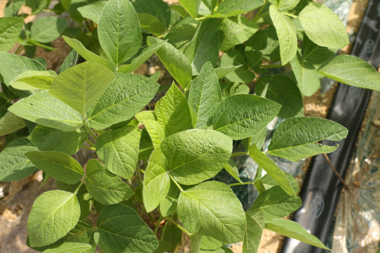Soybeans