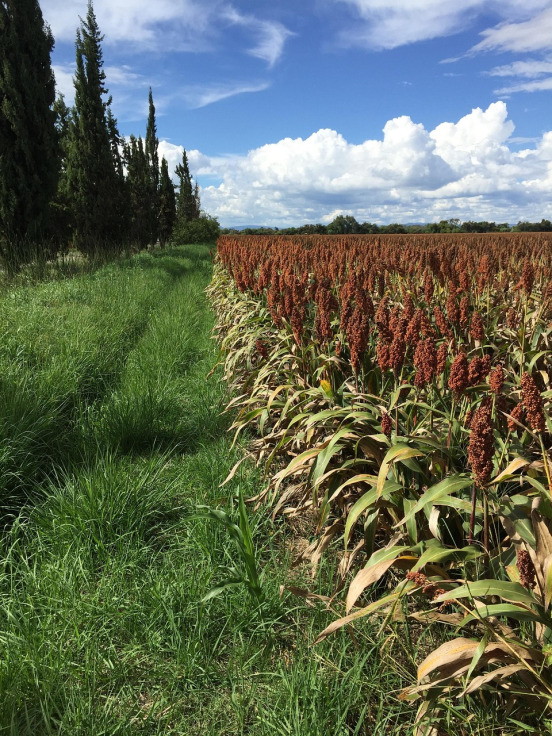 Sorghum