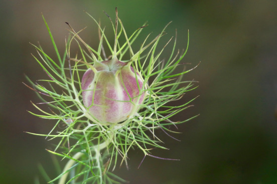 Black Cumin
