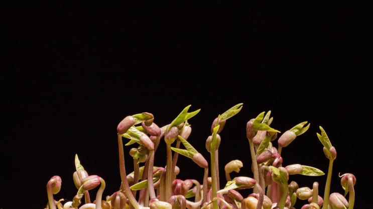 Mung Beans
